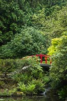 Acer palmatum, Japanese Maples and Rhododendrons framing red moon bridge - Kubota Garden