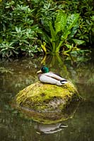 Anas platyrhynchos - Male mallard duck on moss-covered rock. 