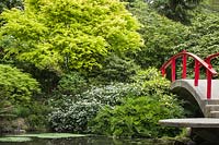 Red moon bridge over river in Oriental garden with Acer palmatum, Viburnum and Rhododendron 