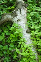Circaea alpina - Enchanter's Nightshade beside fallen Paper Birch log