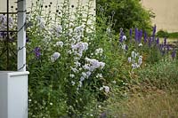 Summer border of Campanula lactiflora - Milky Bellflowers, Echinops ritro  - Globe Thistle and Delphinium by studio porch