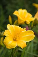 Hemerocallis cv. - Yellow Daylily blossom