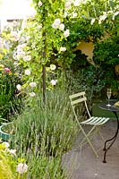 Terrace garden with flowering Lavender and Rosa 'Brise Parfum'. 