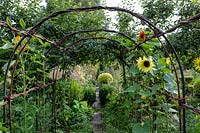 Tunnel in the vegetable garden, lined with sunflowers. Barnsley House Gardens, Gloucestershire, UK. 