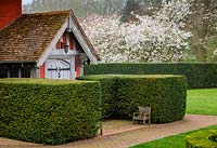 Formal clipped hedging at entrance to cottage with Prunus 'Tai-haku', Great White Cherry tree in blossom.