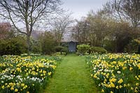 A carpet of Daffodils at Wyken Hall Garden, Suffolk, UK. 