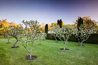 Apple trees in the orchard at Wyken Hall Gardens.