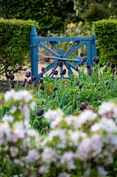 Tulipa 'Queen of Night' against a painted blue gate in the Cottage garden at Wyken Hall Garden, Suffolk.
