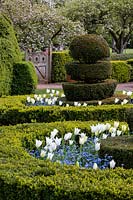 Box and Yew topiary quincunx with forget-me-not and Tulipa 'White Triumphator' at Wyken Hall Garden, Suffolk, UK.