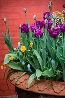 Mixed container planting including Muscari armeniacum 'Valerie Finnis', Tulip 'Black Hero', Tulipa 'Passionale'. Wyken Hall Garden.