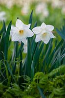 Narcissus 'Mount Hood' - Daffodil 'Mount Hood'
 