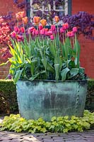 Tulip 'Brown Sugar' and Tulip 'Aleppo' growing in rustic antique copper container. Wyken Hall Garden, Suffolk.