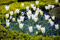 Box topiary with forget-me-not and Tulip 'White Triumphator' planted at the centre at Wyken Hall Garden, Suffolk.
