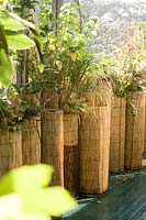 Planters surrounded with bamboo roll with Miscanthus sinensis 'zebrinius'