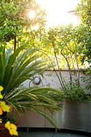 Cycas revoluta on roof terrace with curved steel planters 