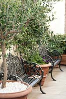 Black benches in courtyard with Olive tree and Trachelospermum in containers.