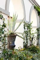 Agave americana in a cast iron vase in archway
