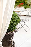 Buxus sempervensis planted in urn on terrace