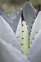 Agave parryi - Parry's agave 