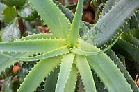 Aloe arborescens 'Yellow flowered' Torch aloe leaves