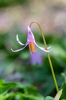Erythronium revolutum - Mahogany fawn lily