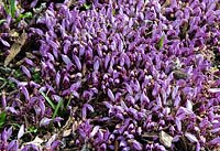 Lathraea clandestina - Purple toothwort in spring