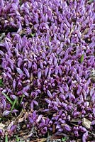 Lathraea clandestina - Purple toothwort 