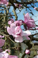 Magnolia 'Caerhays belle' 