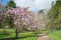 Magnolia 'Caerhays belle' tree - Batsford arboretum