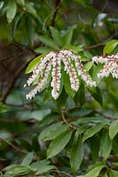 Pieris japonica Brouwer's Beauty - Lily of the valley shrub flowering in spring 