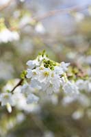 Prunus incisa yamadei -  Dwarf Fuji cherry blossom