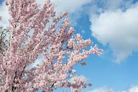 Prunus pendula Ascendens rosea - Japanese flowering cherry tree at RHS Wisley garden - March