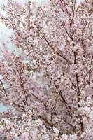 Prunus pendula Ascendens rosea - Japanese flowering cherry tree at RHS Wisley garden 