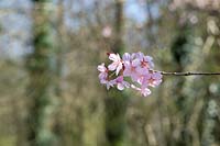 Prunus sargentii -  Sargent's cherry blossom