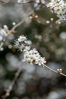 Prunus spinosa - Blackthorn blossom 