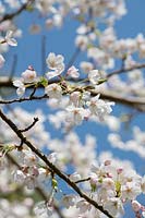Prunus x yedoensis - Yoshino cherry tree blossom