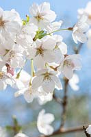 Prunus x yedoensis - Yoshino cherry tree blossom