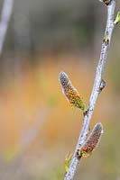 Salix irrorata - Blue stem willow catkins 