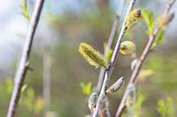 Salix irrorata - Blue stem willow catkins in spring