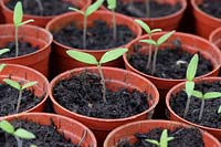 Solanum lycopersicum - Tomato seedlings in pots