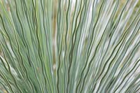 Xanthorrhoea glauca - Grass tree foliage