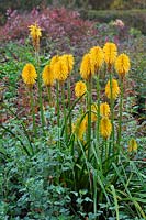 Kniphofia 'Yellow Cheer' - October 