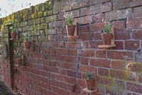 Brick wall with Galanthus Nivalis - snowdrops in terracotta pots on home built wooden stands in February.