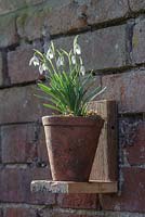Galanthus Nivalis - snowdrops in a terracotta pot on a wooden stand fixed to a brick wall in February.