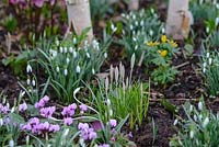 Winter border, February. Galanthus nivalis, Crocus, Eranthis hyemalis and Cyclamen coum 