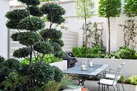 View of topiary Ilex Crenata 'Blondie' - Bonsai to dining area with BBQ in modern garden.  