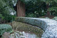 Curved dry stone wall and Yew hedge covered in a dusting of snow. 