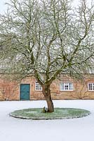 Morus nigra - Black Mulberry - growing in the centre of the rear courtyard. 