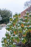 Euphorbia mellifera foliage standing out in the snow