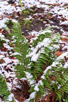 Fern covered with snow. 